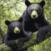 Black Bear Diamond Painting