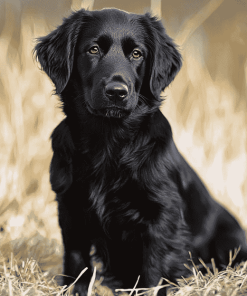 Black Flat Coated Retriever Puppy Diamond Painting