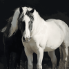 Black and White Cob Horses Diamond Painting