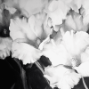 Black and White Flower Diamond Painting