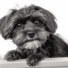 Black and White Yorkiepoo Puppy Diamond Painting