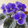 Blue African Violet Blossoms Diamond Painting