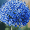 Blue Allium Blossoms Diamond Painting