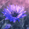 Blue Cornflower Blossoms Diamond Painting