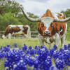 Bluebonnets and Longhorns Diamond Painting