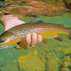 Brown Trout Carp Fish Diamond Painting
