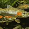 Brown Trout Fish Close-Up Diamond Painting