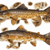 Brown Trout Fish Diamond Painting