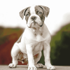 Bulldog Puppy Portraits Diamond Painting