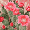 Cactus with Pink Rose Blossoms Diamond Painting