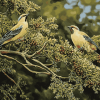 Cedar Tree with Birds Diamond Painting