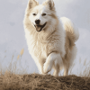 Charming Iceland Sheepdog Diamond Painting