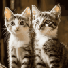 Charming Kitten Companions Diamond Painting