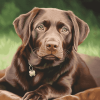 Chocolate Labrador Puppy Diamond Painting