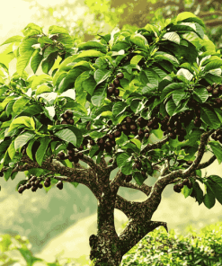 Coffee Tree Plant Diamond Painting