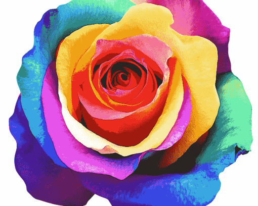 Colorful Rose Blossoms Diamond Painting