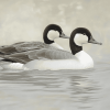 Cute Northern Pintail Duck Diamond Painting