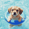 Cute Puppy By The Pool Diamond Painting