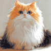 Cute Semi Longhair Cat Diamond Painting