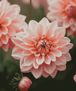 Dahlia Coral Blossoms Diamond Painting