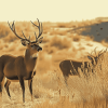 Desert Deer Wildlife Diamond Painting