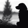 Dog Silhouette Black and White Diamond Painting