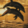 Dolphin Silhouette at Sunset Diamond Painting