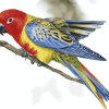 Eastern Rosella Parrots Diamond Painting