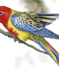 Eastern Rosella Parrots Diamond Painting