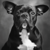 Elegant Black And White Puppies Diamond Painting