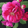 Fuchsia Musk Blossom Diamond Painting