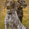 German Shorthaired Pointer Puppy Diamond Painting