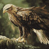 Golden Eagle Birds Diamond Painting