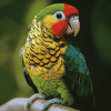 Green Cheek Parrot Diamond Painting