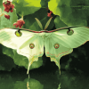 Green Luna Moth Diamond Painting