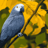 Grey Parrot Bird Diamond Painting