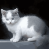 Grey and White Cats Diamond Painting