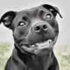 Happy Black Staffy Diamond Painting