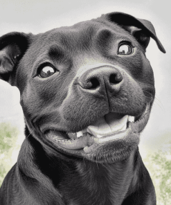 Happy Black Staffy Diamond Painting