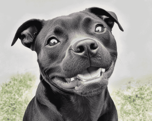 Happy Black Staffy Diamond Painting