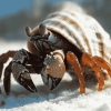 Hermit Crab Nature Diamond Painting