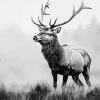 Highland Stag Black and White Diamond Painting