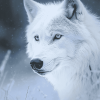 Ice Wolf Diamond Painting