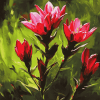 Indian Paintbrush Blossoms Diamond Painting