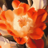 Indian Paintbrush Flowers Diamond Painting