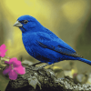 Indigo Bunting Bird Diamond Painting