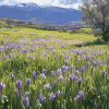 Irish Mountain Iris Field Diamond Painting