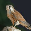 Kestrel Bird Masterpiece Diamond Painting