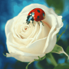 Ladybug and White Rose Diamond Painting