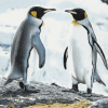 Love-Inspired Penguin Diamond Painting